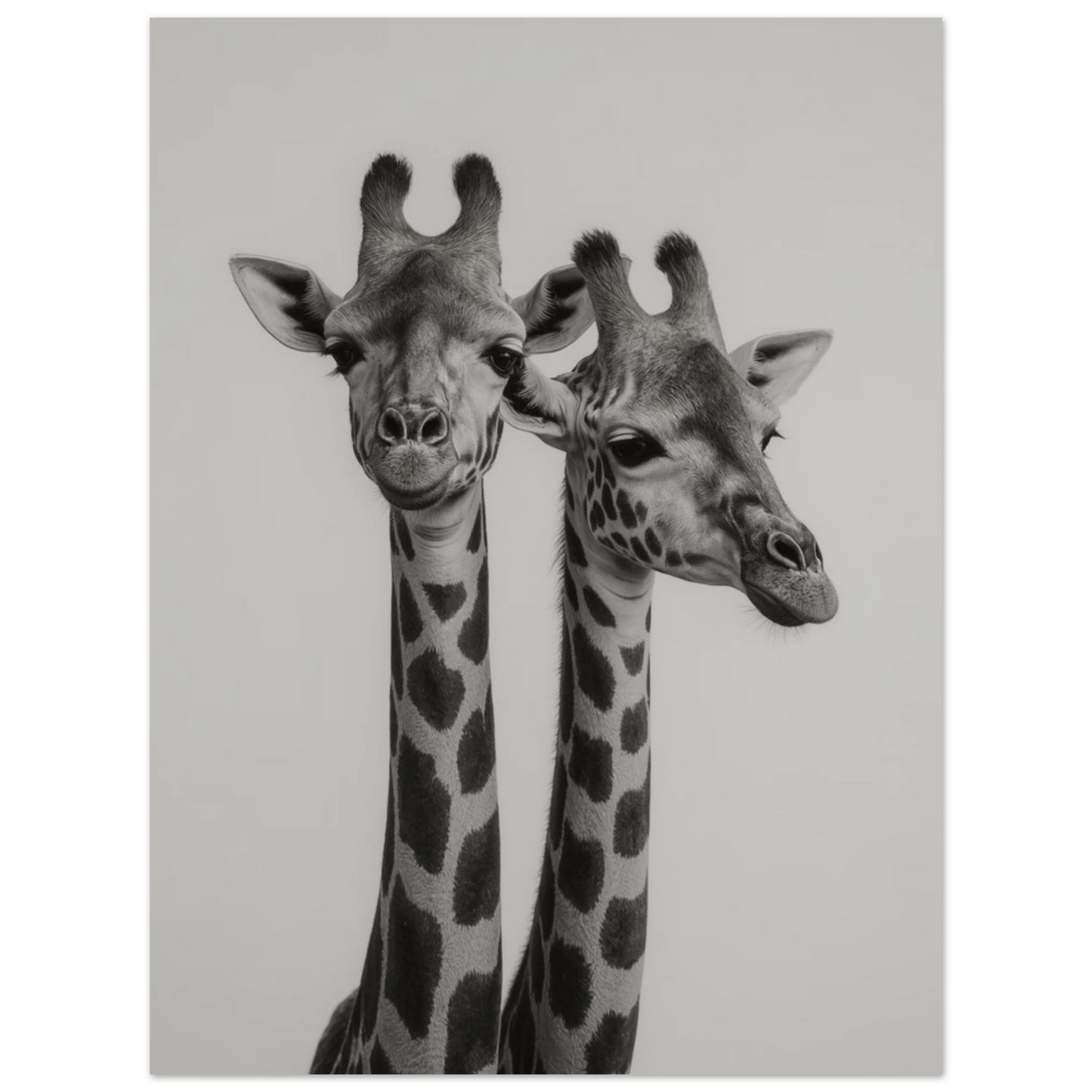 Närbild på två giraffhuvuden i svartvitt – fotorealistisk poster