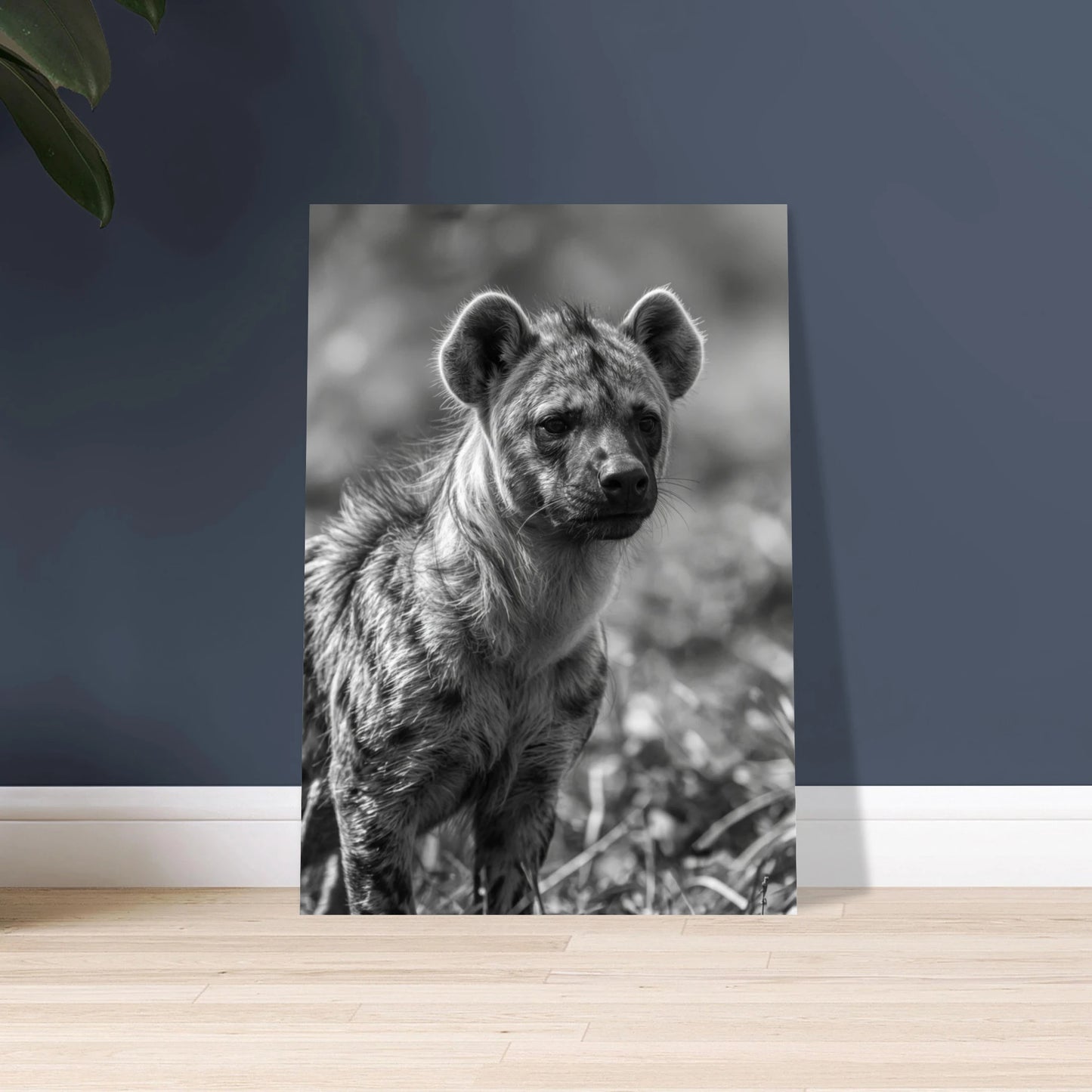Hyena i svartvitt, intensiv blick, vildmarkens mystik, djurmotiv