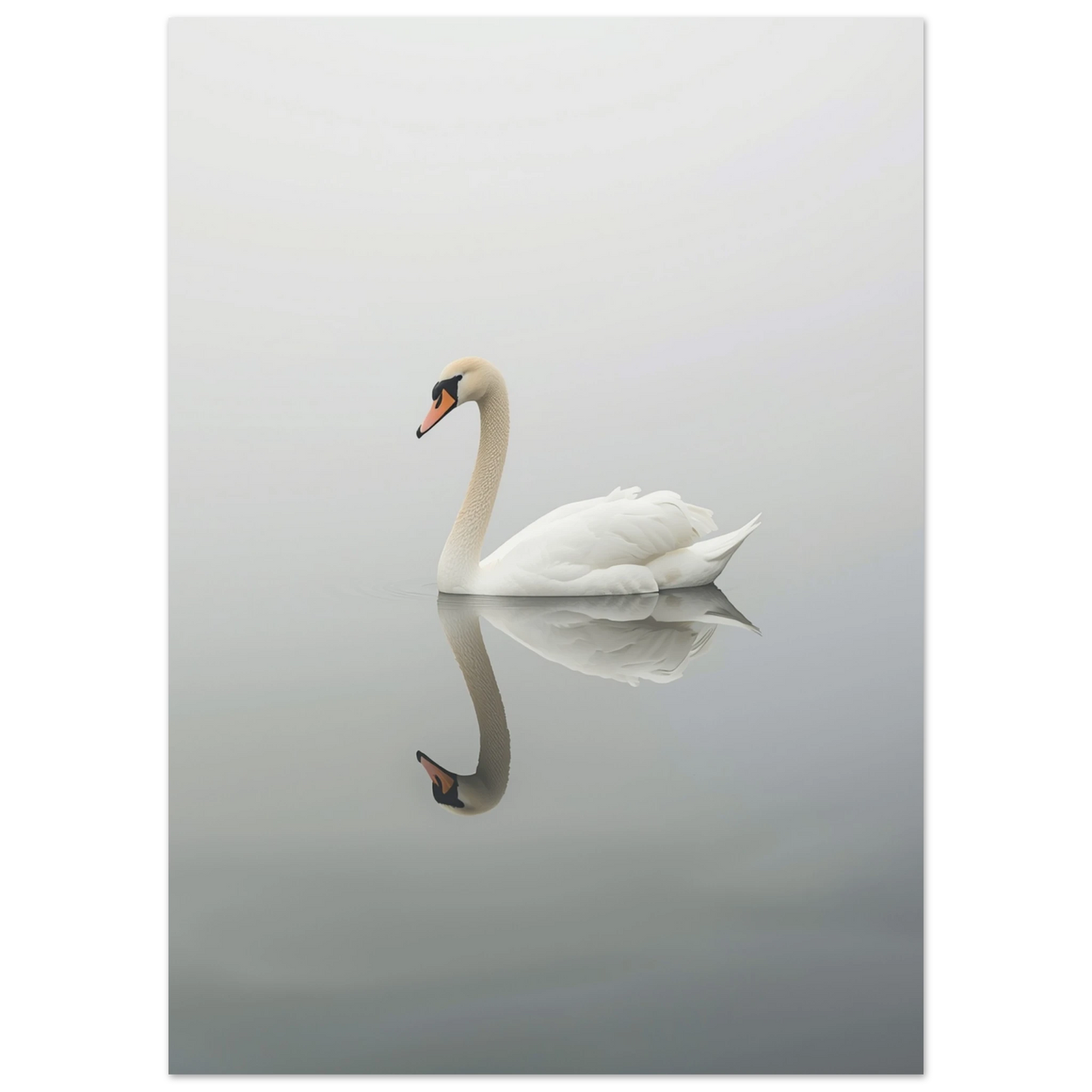 Elegant svan på vattenytan som reflekteras, mjukt ljus på motivet – Fotorealistisk poster