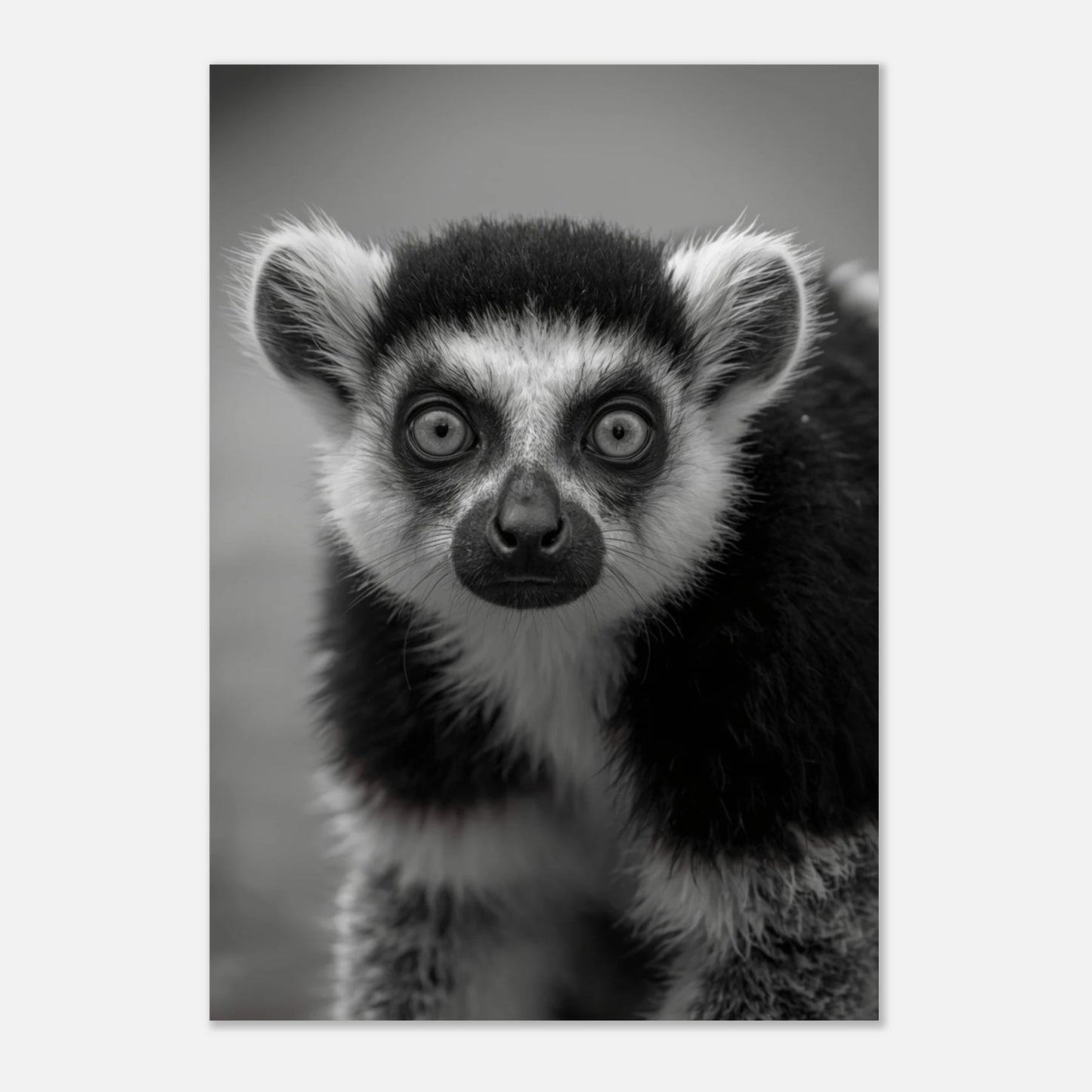 Konstnärligt foto av en lemur med fokus på ansiktets kontraster