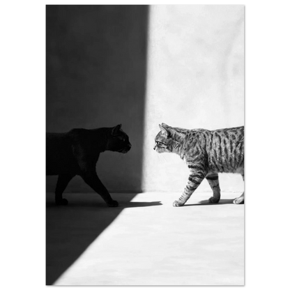 Närbild på en tabbykatt i solljus mot en mörk bakgrund – Fotorealistisk poster