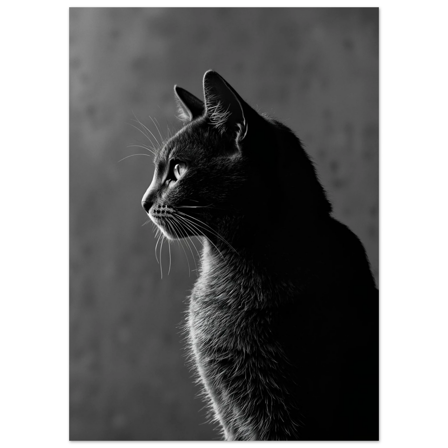 Ensidigt belyst svartvit katt i profil, skapar starka kontraster – Fotorealistisk poster