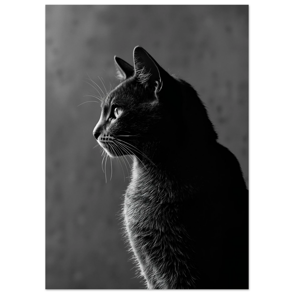 Ensidigt belyst svartvit katt i profil, skapar starka kontraster – Fotorealistisk poster