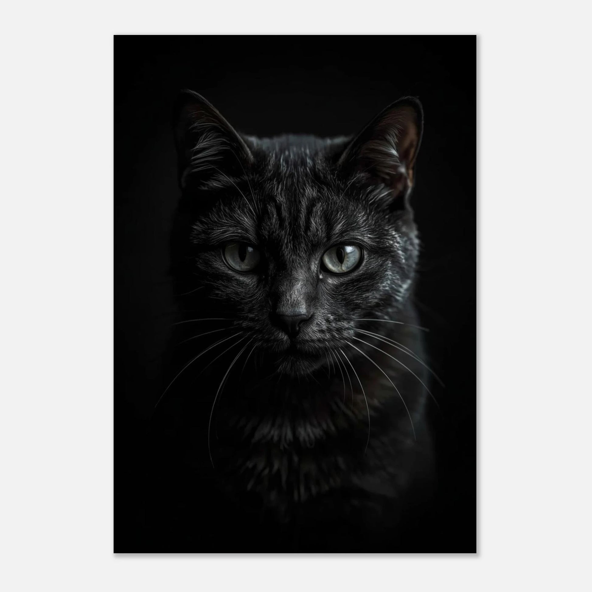Mystisk svart katt i skuggspel, elegant poster för modernt hem