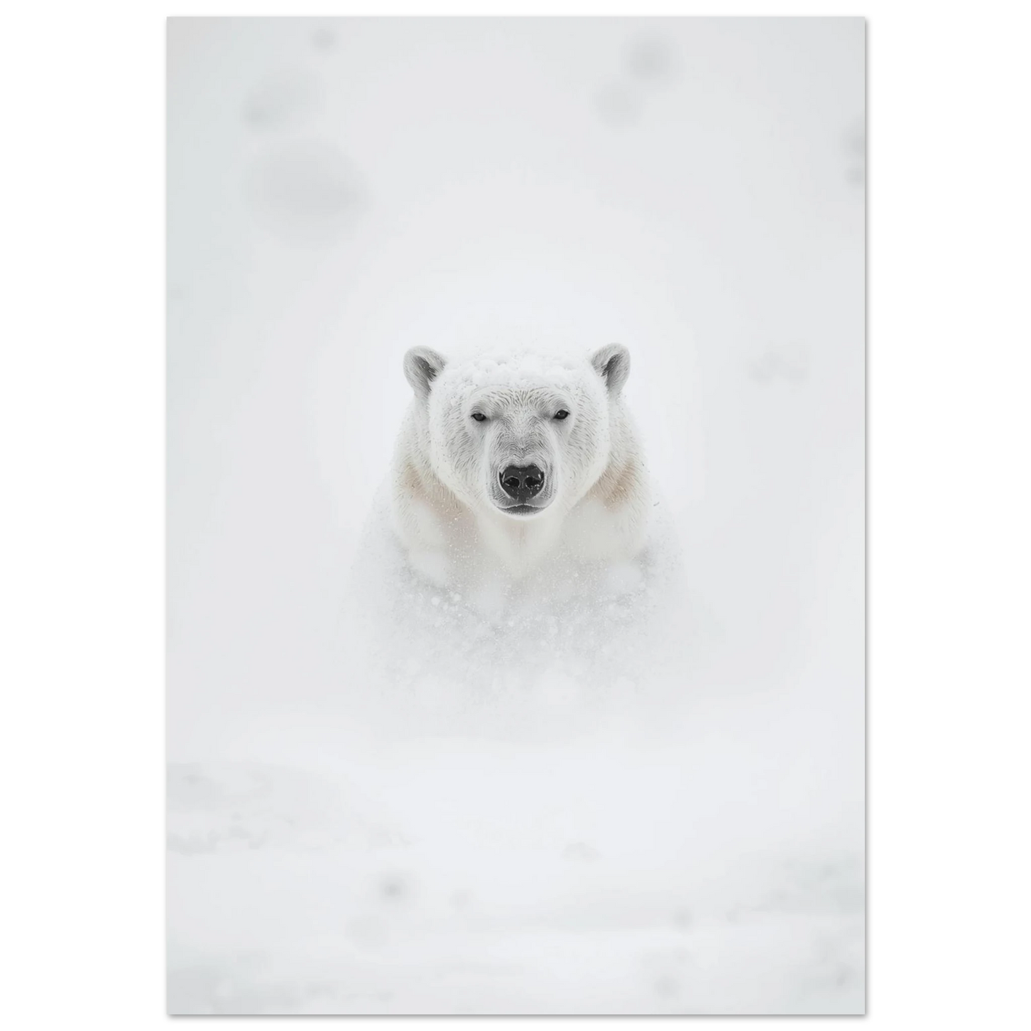 Isbjörn i tät snöstorm med intensiv blick – minimalistisk fotoposter