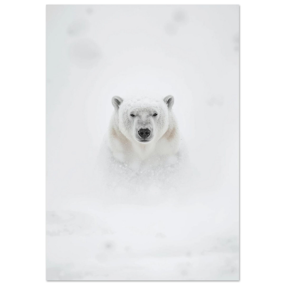 Isbjörn i tät snöstorm med intensiv blick – minimalistisk fotoposter