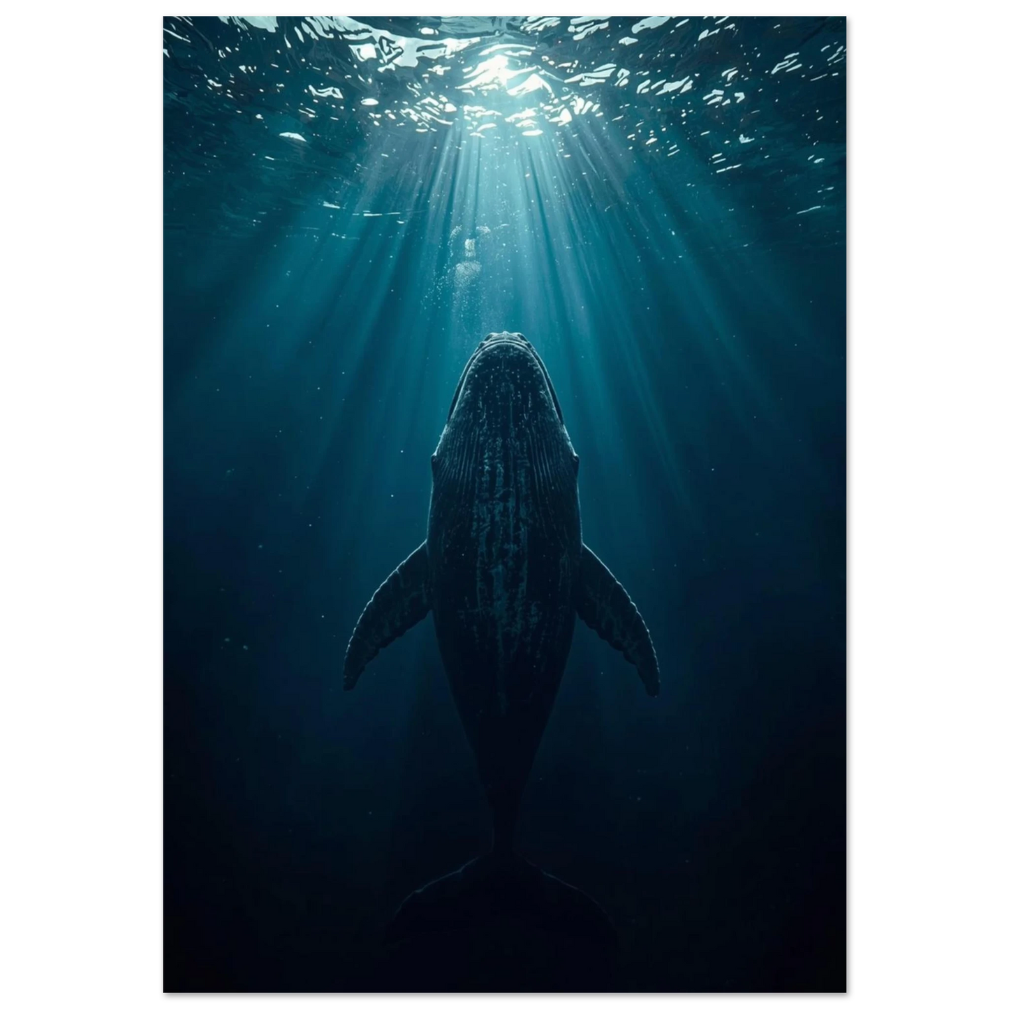 Knölval som simmar uppåt mot ljusstrålar i mörkt djuphav, marin poster