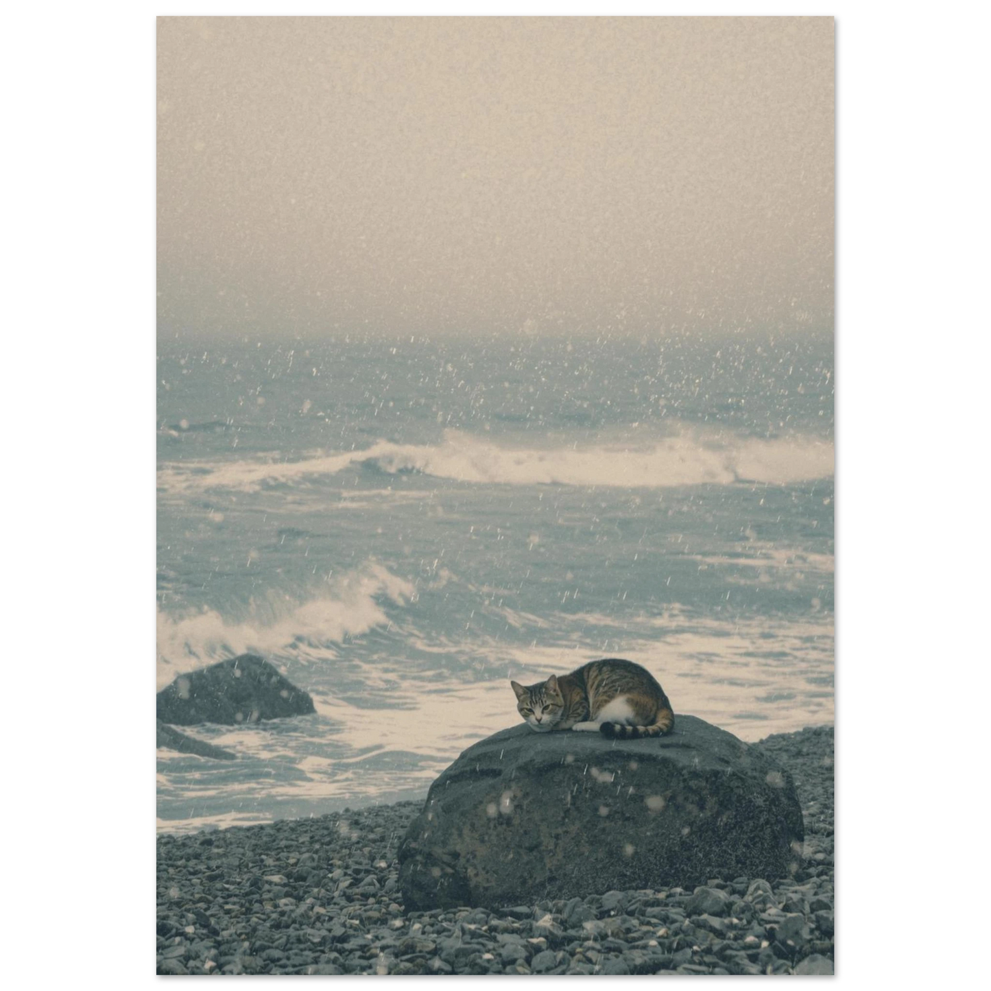 Stämningsfull djurposter med katt på stenstrand i ett disigt vinterljus