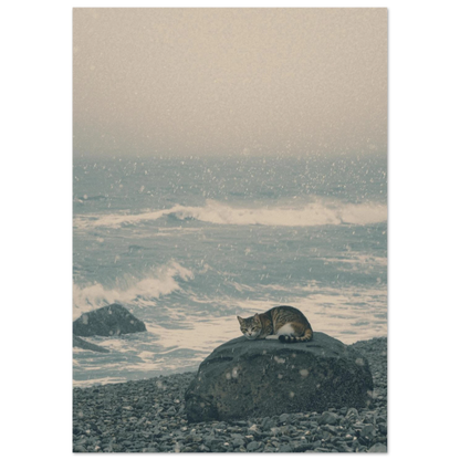 Stämningsfull djurposter med katt på stenstrand i ett disigt vinterljus
