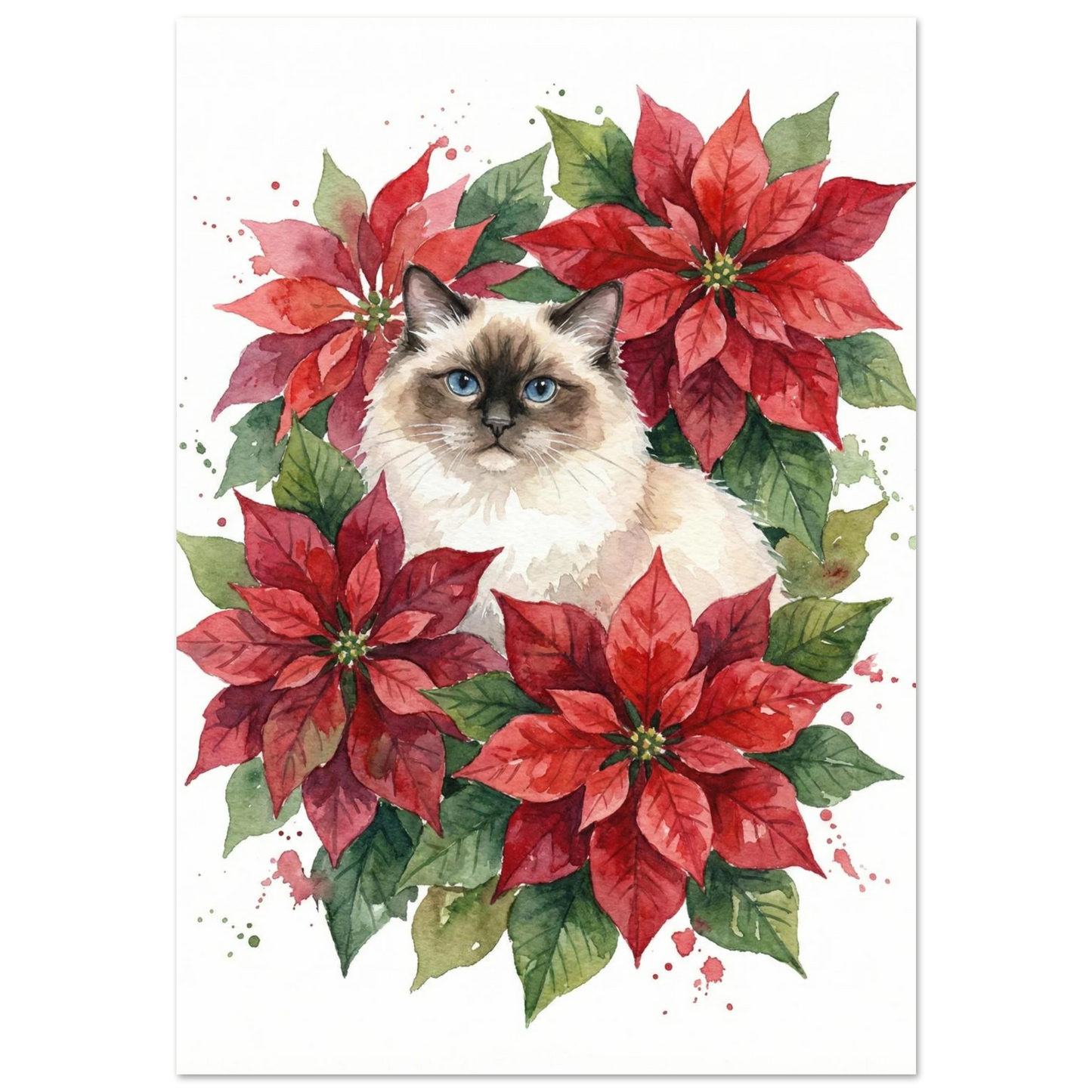 Ragdoll med blå ögon bland röda julstjärnor – akvarellmålning