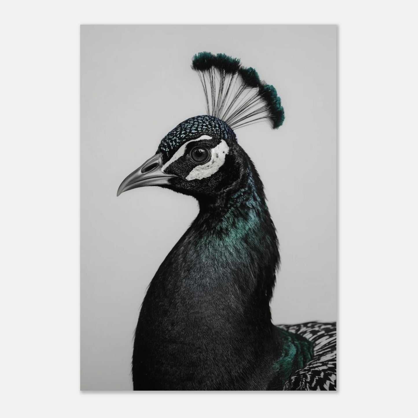 Elegant påfågelsposter som visar fågelns majestätiska profil och vackra näbb