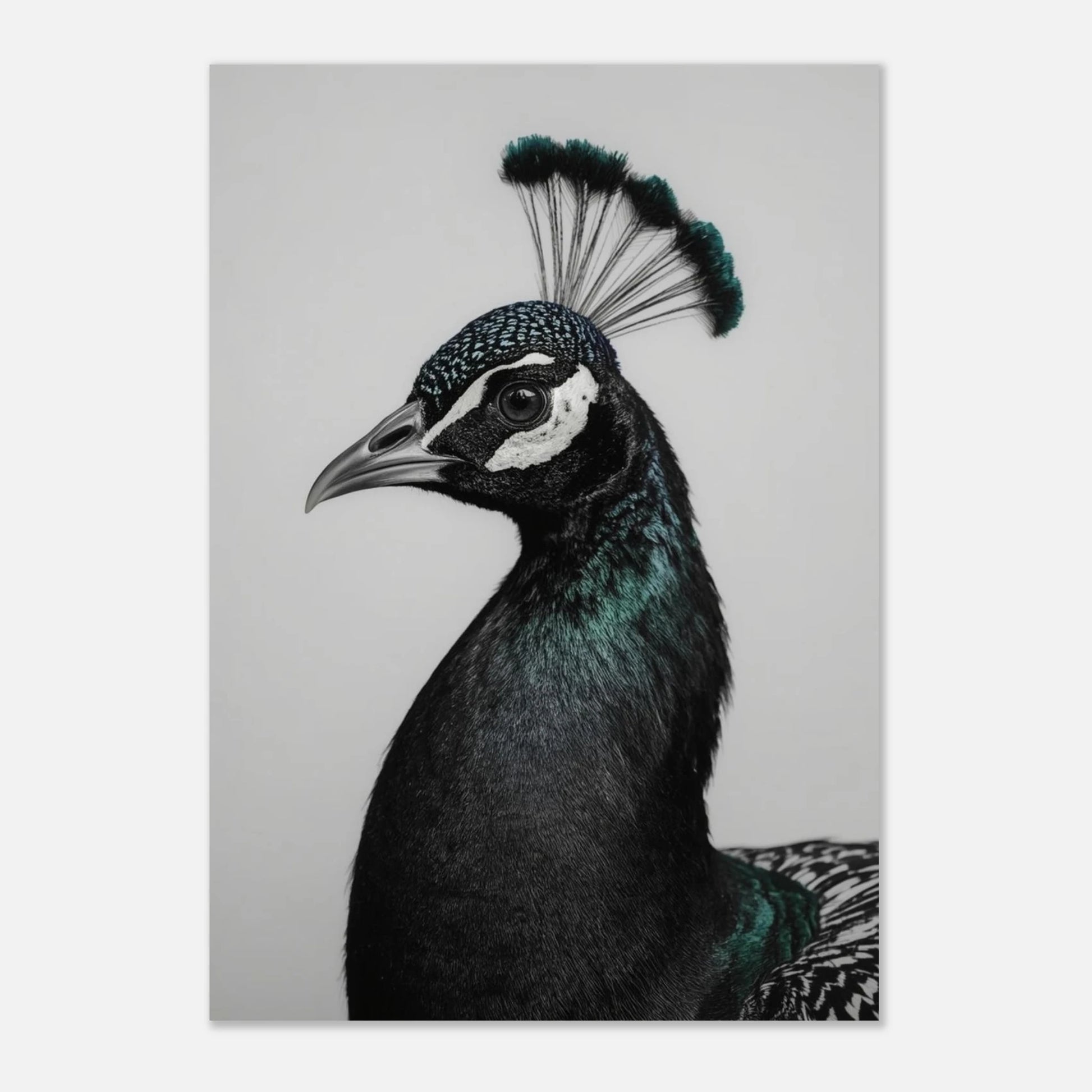 Elegant påfågelsposter som visar fågelns majestätiska profil och vackra näbb