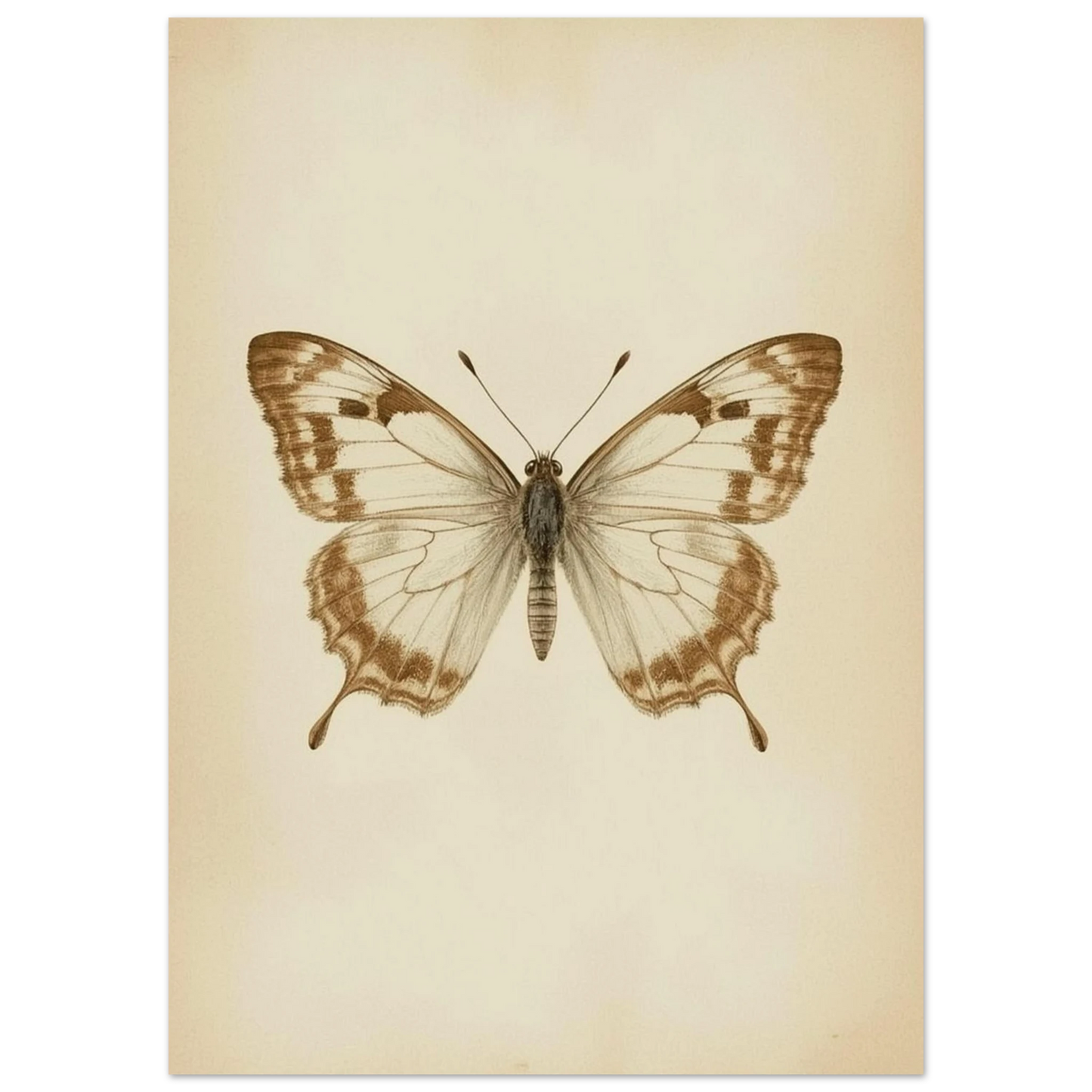 Botanisk fjärilsposter med detaljerade vingmönster i sepia och antikvit stil