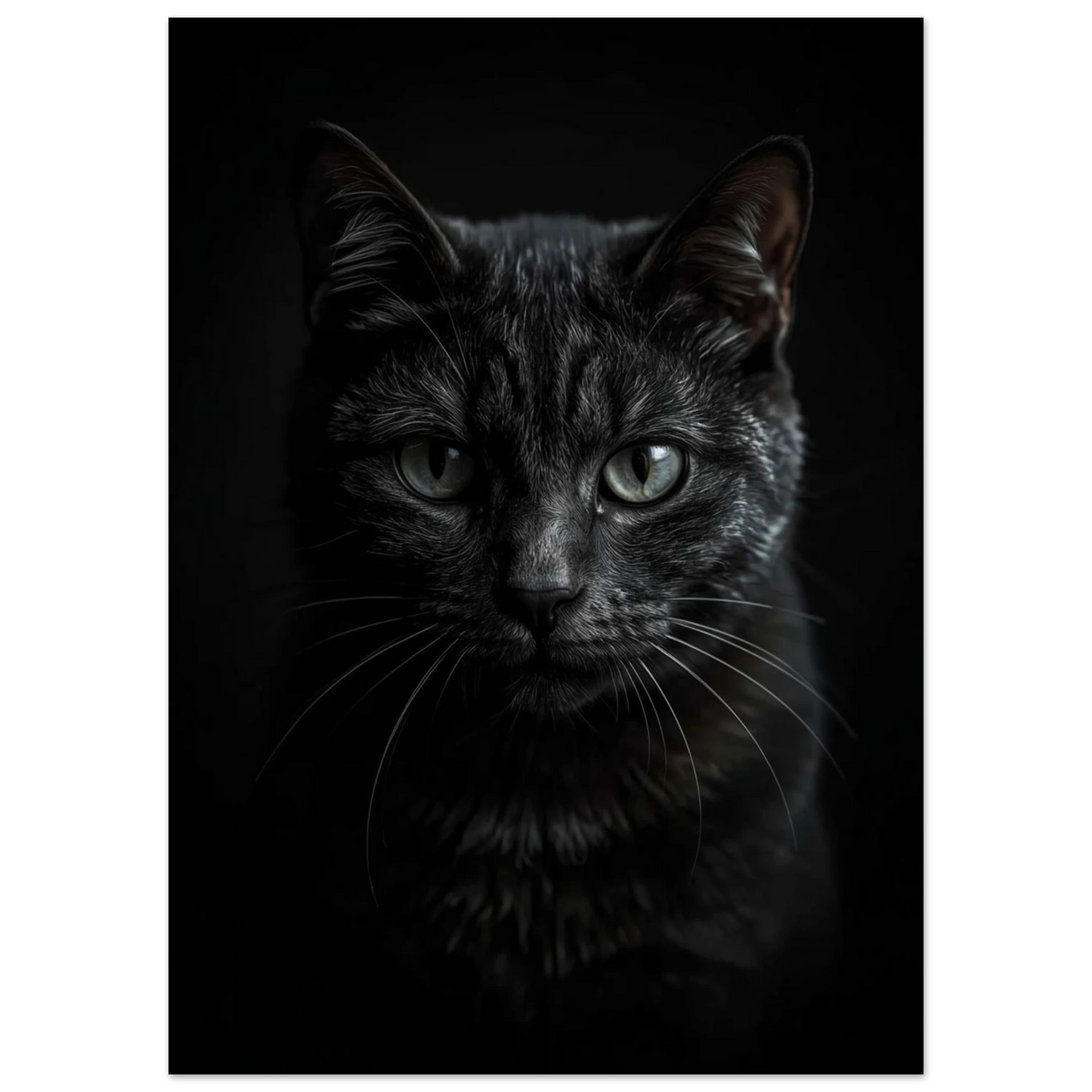 Porträtt av svart katt mot mörk bakgrund, stämningsfullt fototryck