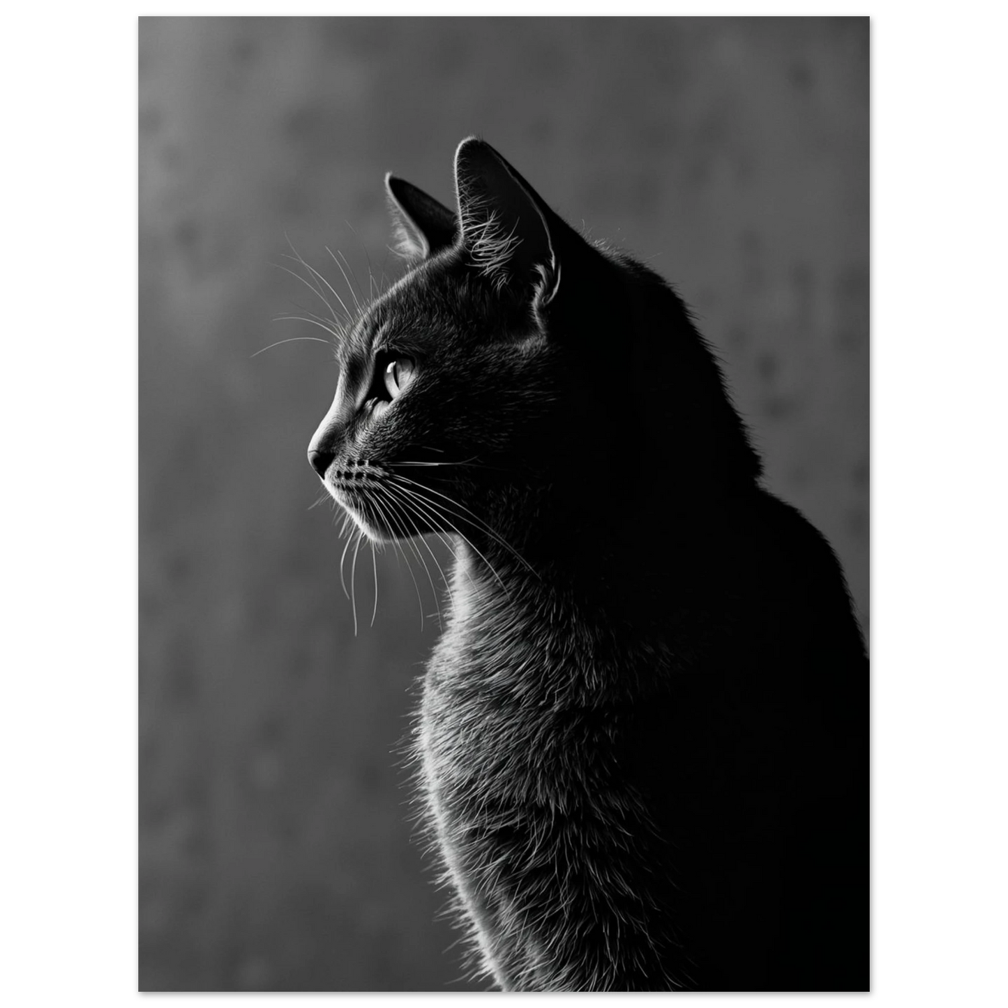 Stilren svartvit bild av katt sedd i profil, med mjuk belysning – Fotorealistisk poster