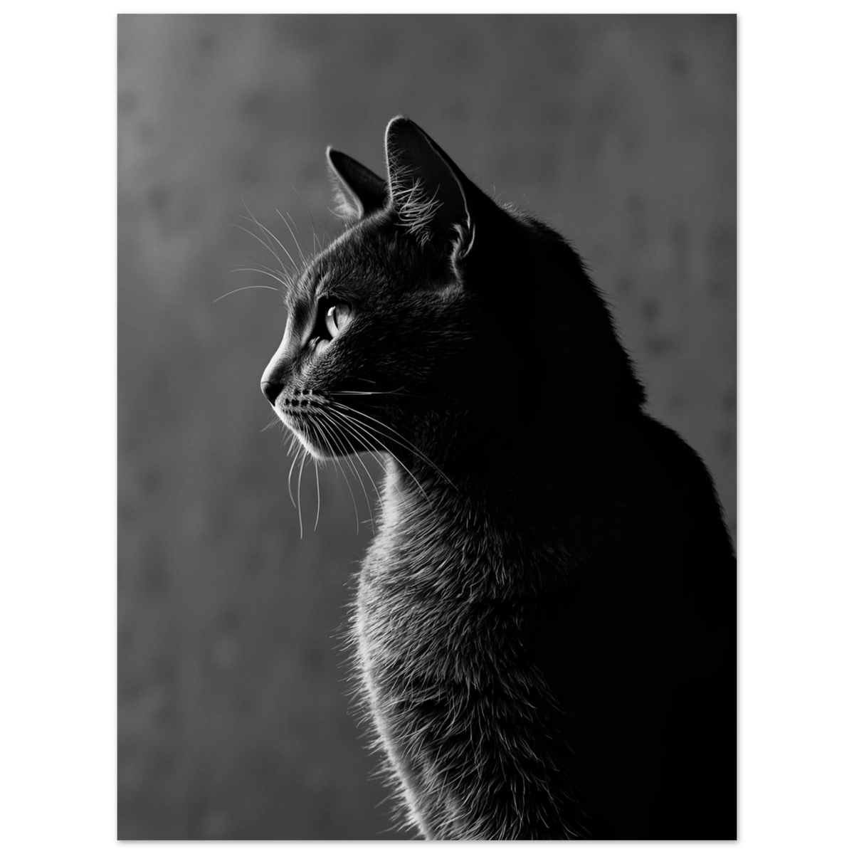 Stilren svartvit bild av katt sedd i profil, med mjuk belysning – Fotorealistisk poster