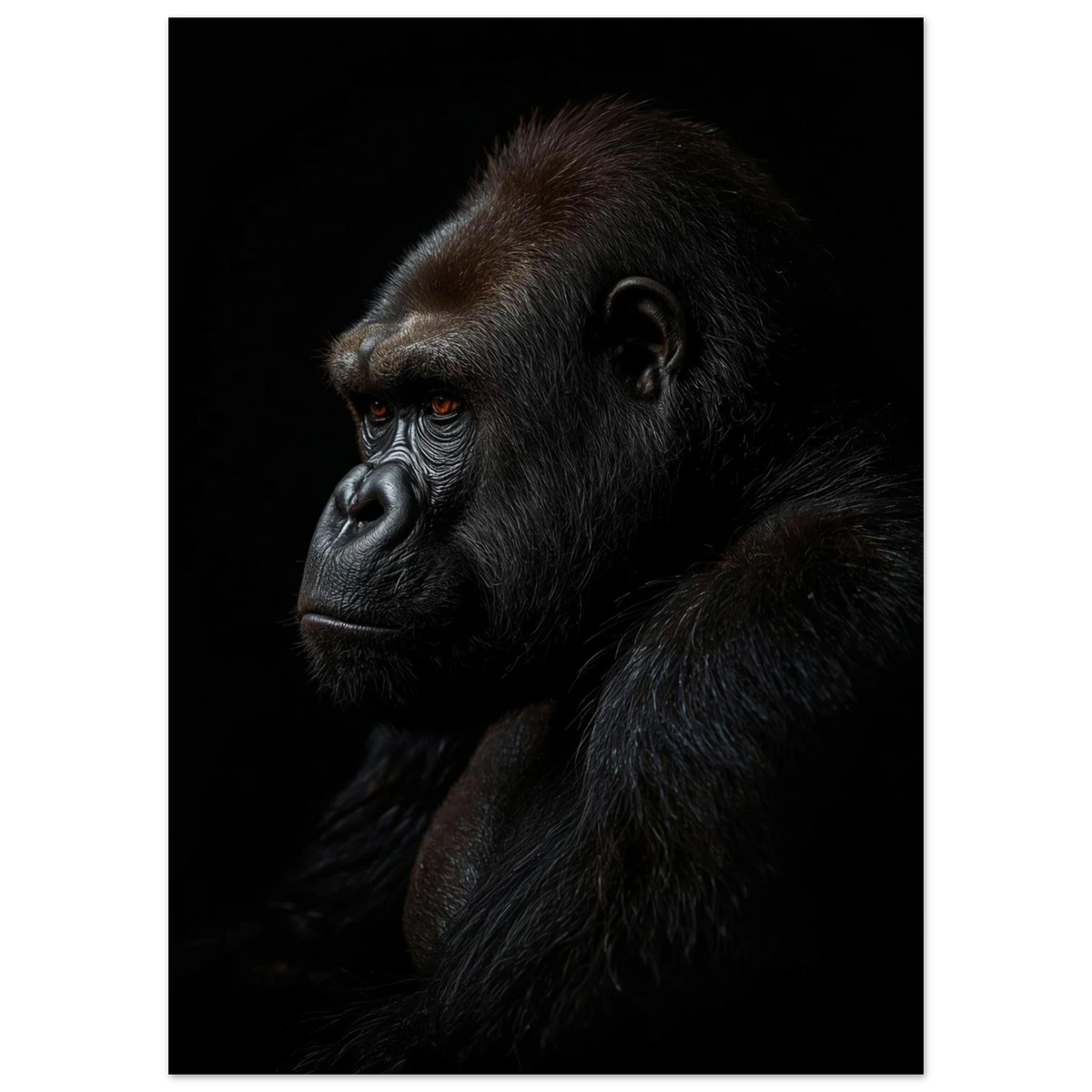 Mörkt porträtt av en gorilla med orangea ögon – djurposter