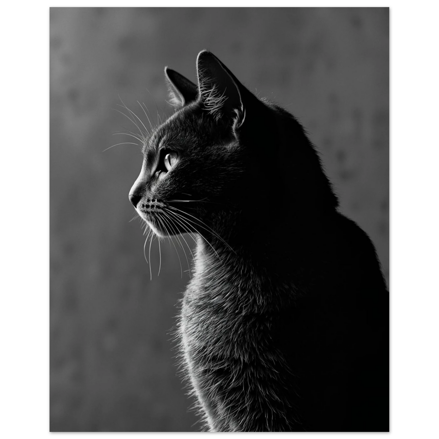 Katt i svartvitt med skuggor som framhäver pälsens struktur och elegans – Fotorealistisk poster