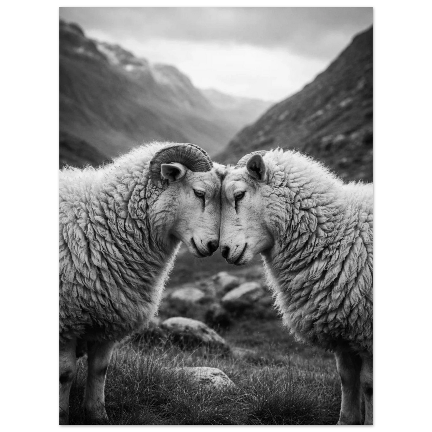 Detaljvy av får med imponerande ull och horn i svartvitt landskap – Fotorealistisk poster