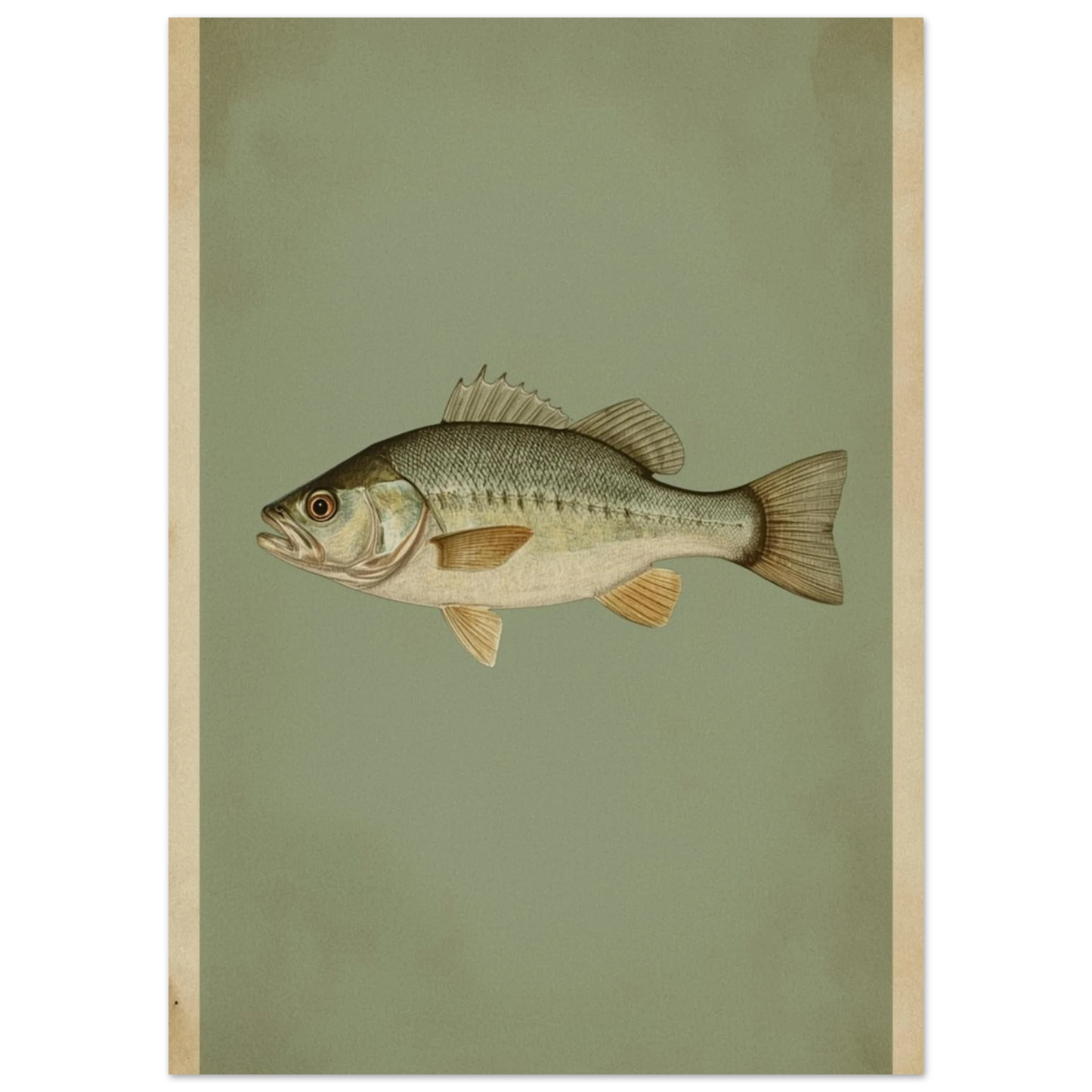 Naturtrogen fiskposter föreställande en abborre med tydliga fenor och fjäll