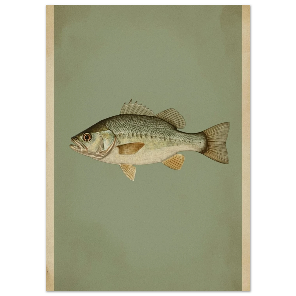 Naturtrogen fiskposter föreställande en abborre med tydliga fenor och fjäll