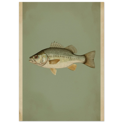 Naturtrogen fiskposter föreställande en abborre med tydliga fenor och fjäll