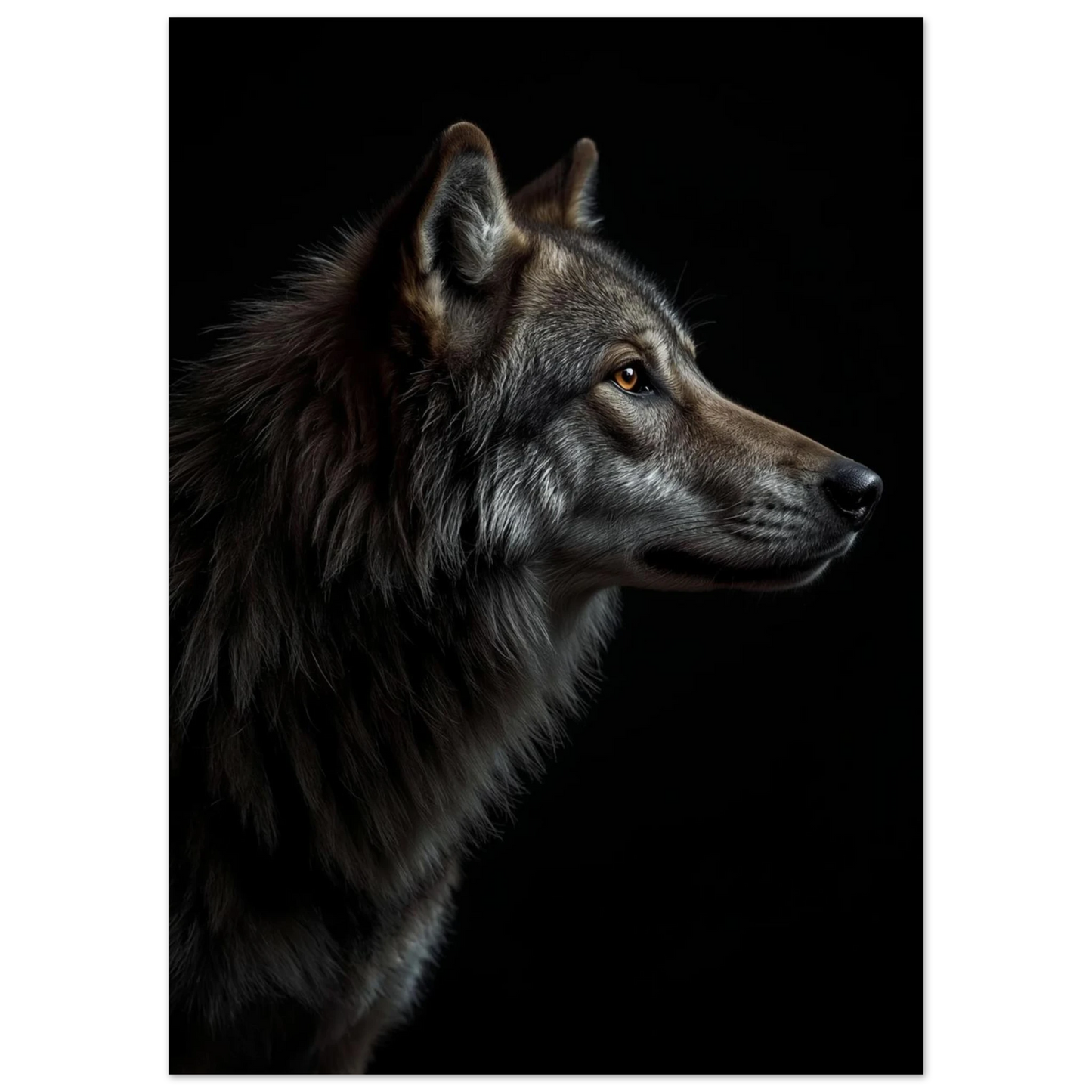 Närbild på vargens ansikte och hals i profil, mörka toner – Fotorealistisk poster