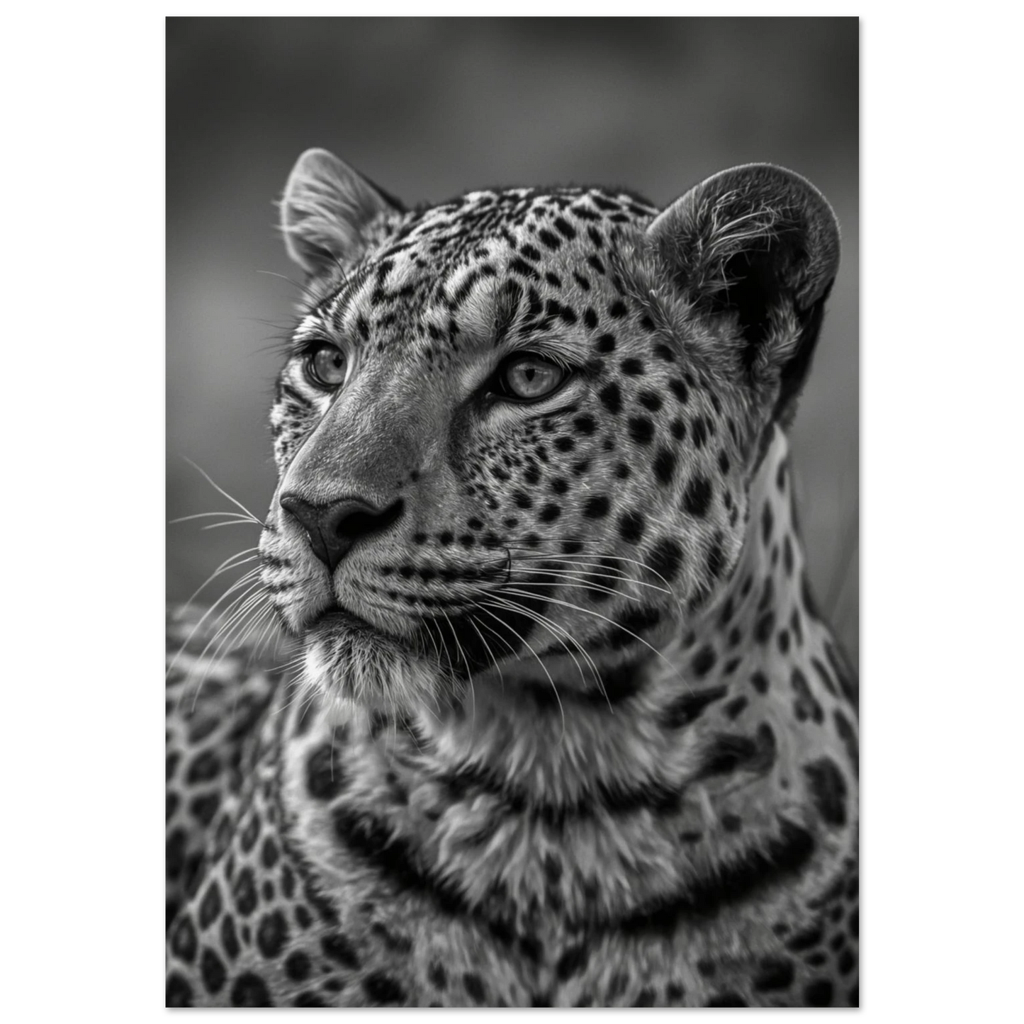 Närbild på leopard med intensiv blick i svartvitt fotomanér