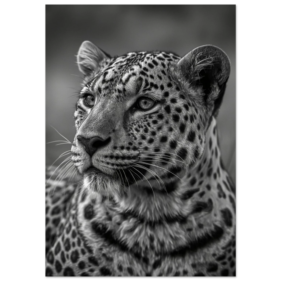 Närbild på leopard med intensiv blick i svartvitt fotomanér