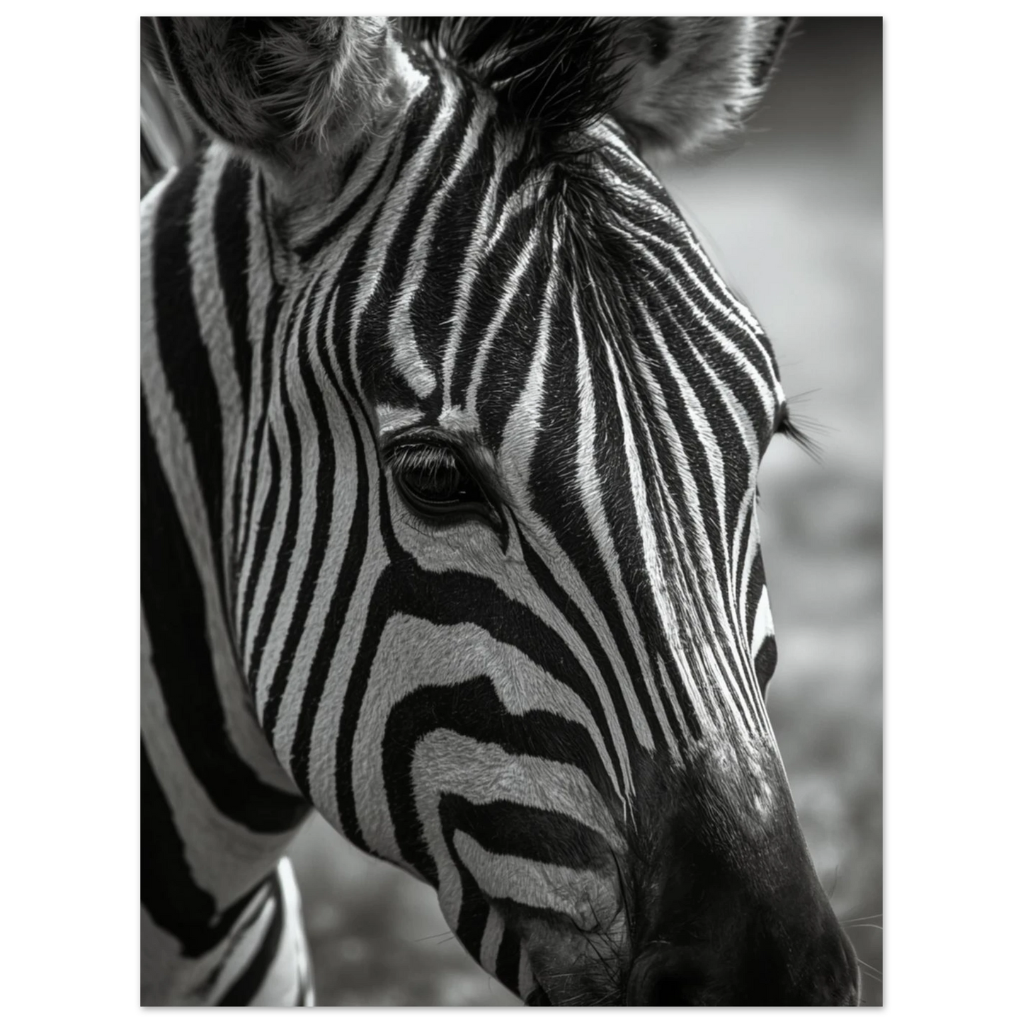 Konstnärligt foto av en zebra med hög kontrast – stilren väggdekor