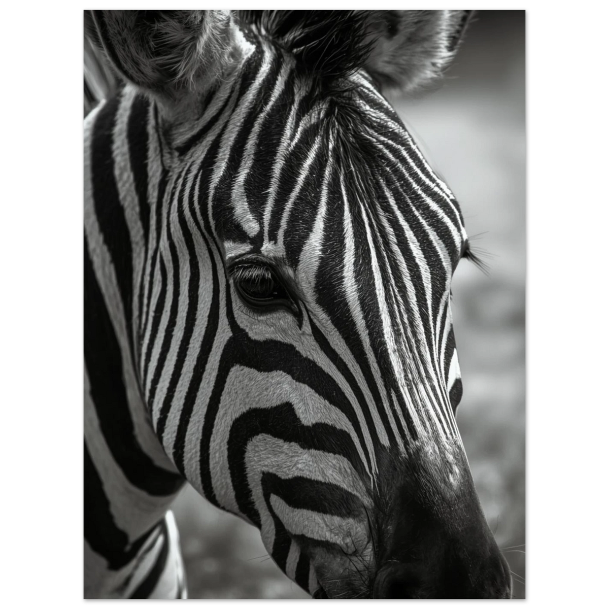 Konstnärligt foto av en zebra med hög kontrast – stilren väggdekor