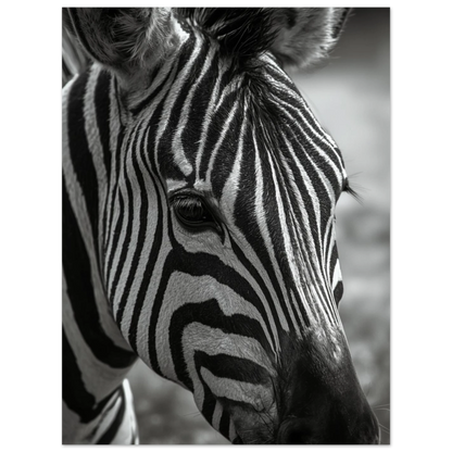 Konstnärligt foto av en zebra med hög kontrast – stilren väggdekor