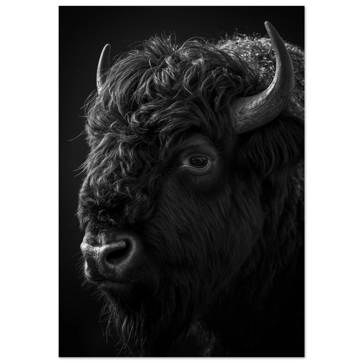 Bisonoxe i närbild med mörka skuggor – svartvit djurposter för vägg