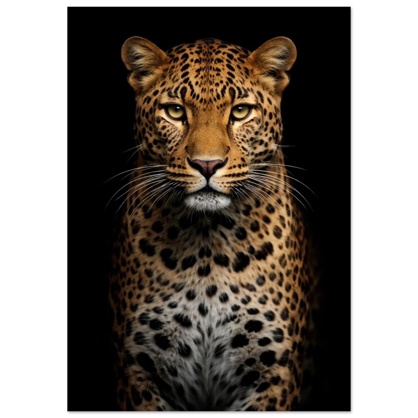 Detaljbild av en leopard framifrån med en mörk bakgrund – Fotorealistisk poster