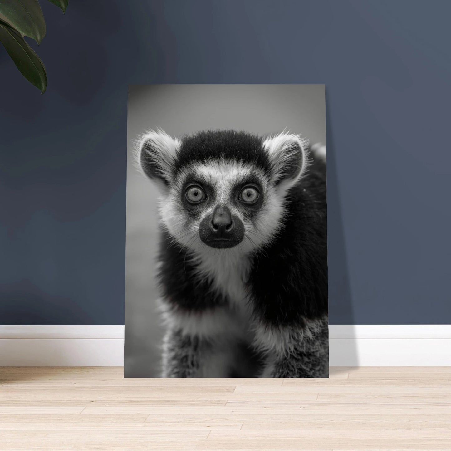 Lemur med intensiv blick i svartvitt, närbild