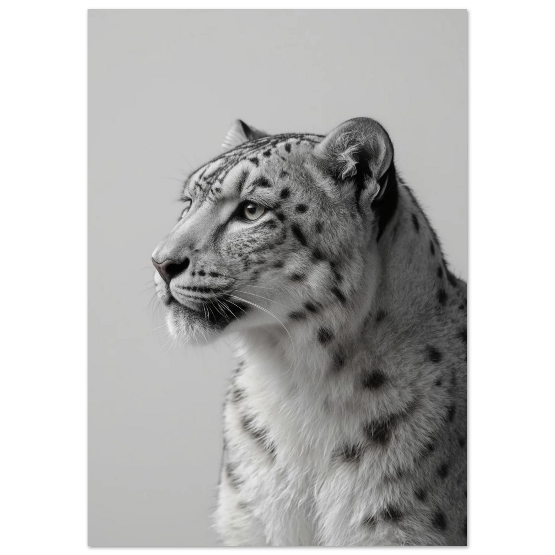 Majestätisk snöleopard mot ljusgrå bakgrund – konstnärligt fotoprint