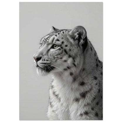 Majestätisk snöleopard mot ljusgrå bakgrund – konstnärligt fotoprint