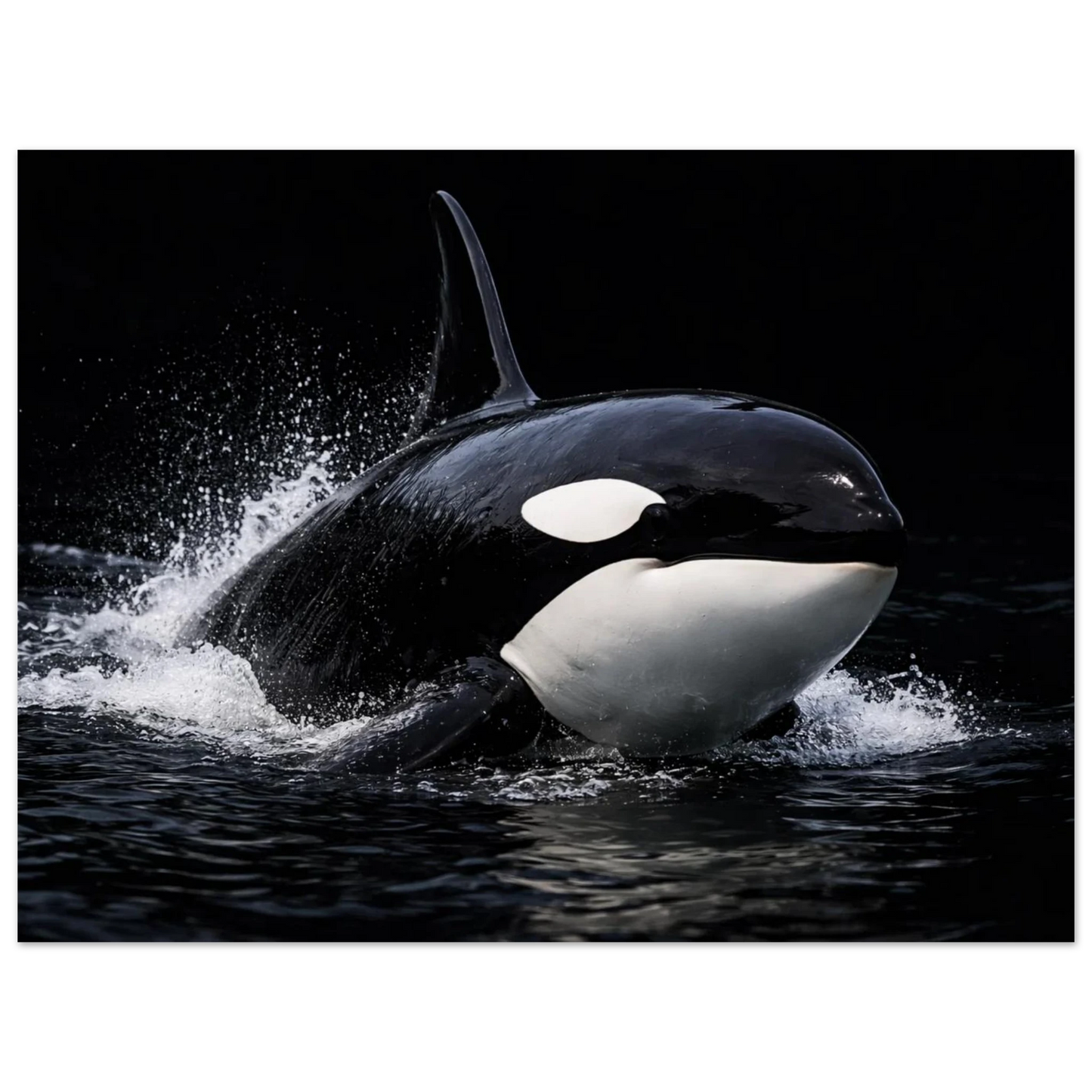 Dynamisk bild av späckhuggare med stort plask – Fotorealistisk poster