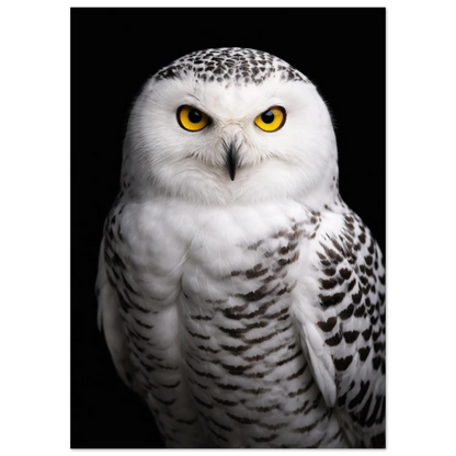 Fjälluggla i full fokus, med skarpa detaljer i fjädrarna och en intensitet i blicken – Fotorealistisk poster