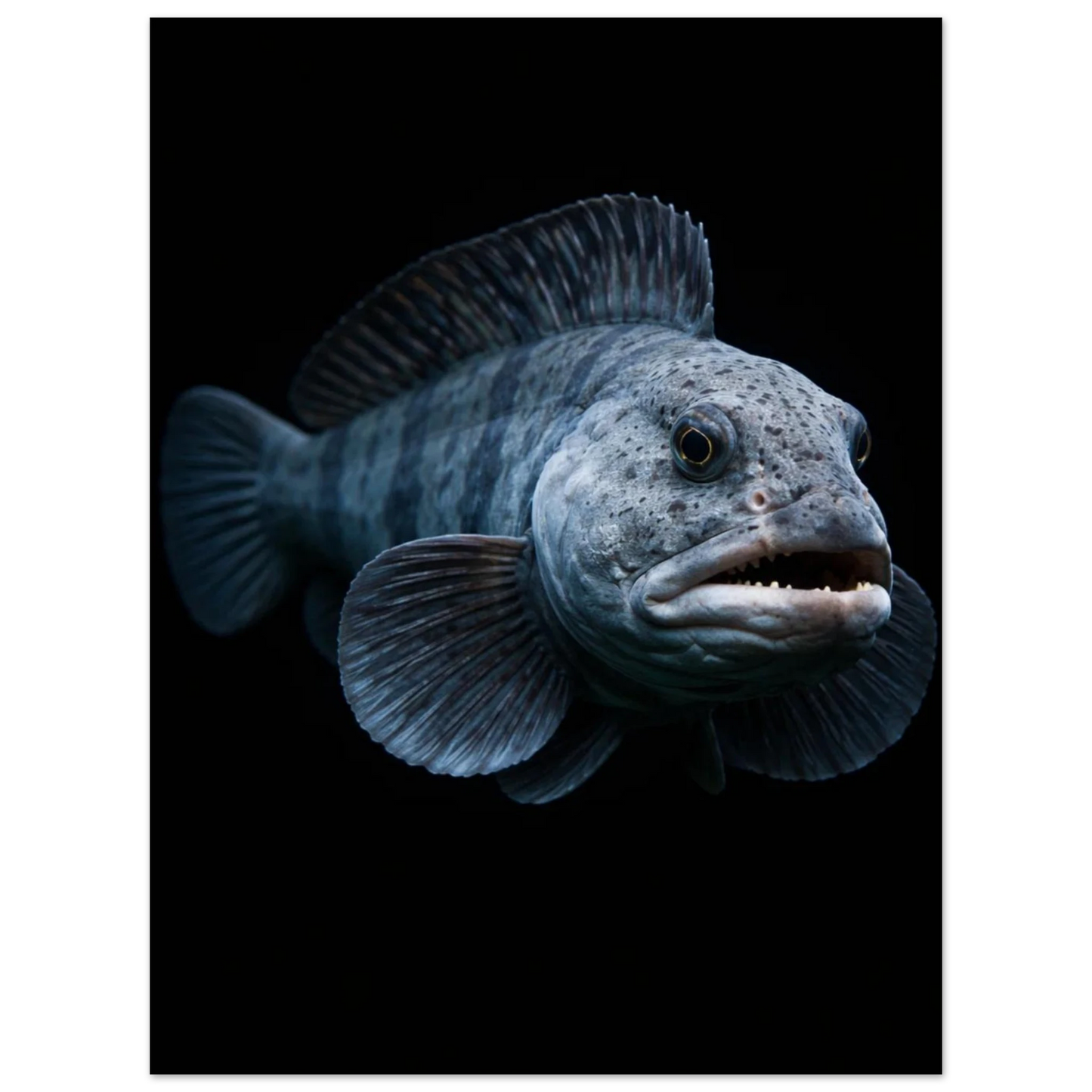 Närbild av havskatt från sidan med fokus på fjäll och fenor – Fotorealistisk poster