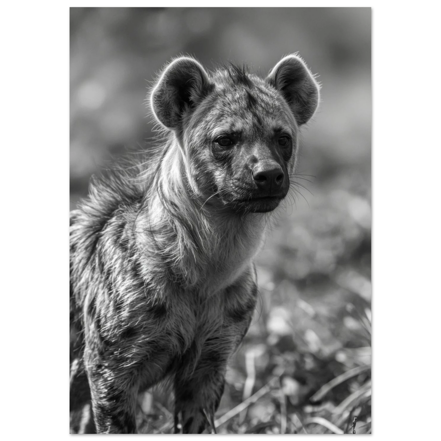 Detaljrik djurposter föreställande en vaksam hyena i gråskala