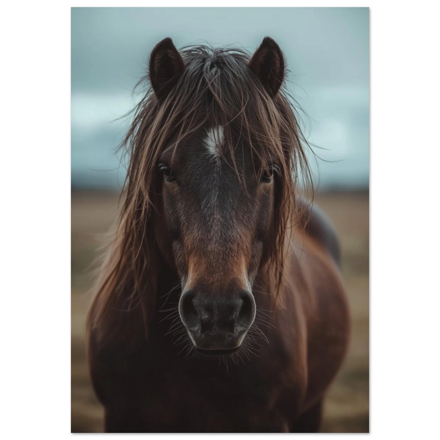 Närbild på brun islandshäst med rufsig man – fotorealistisk poster