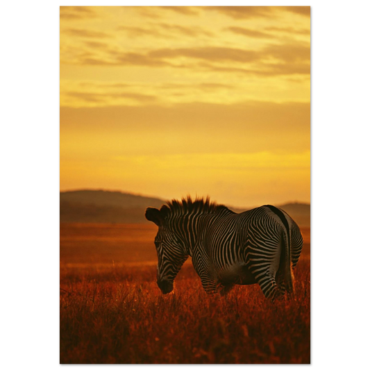 Zebra som går genom högt gräs i gyllene kvällsljus – Fotorealistisk poster