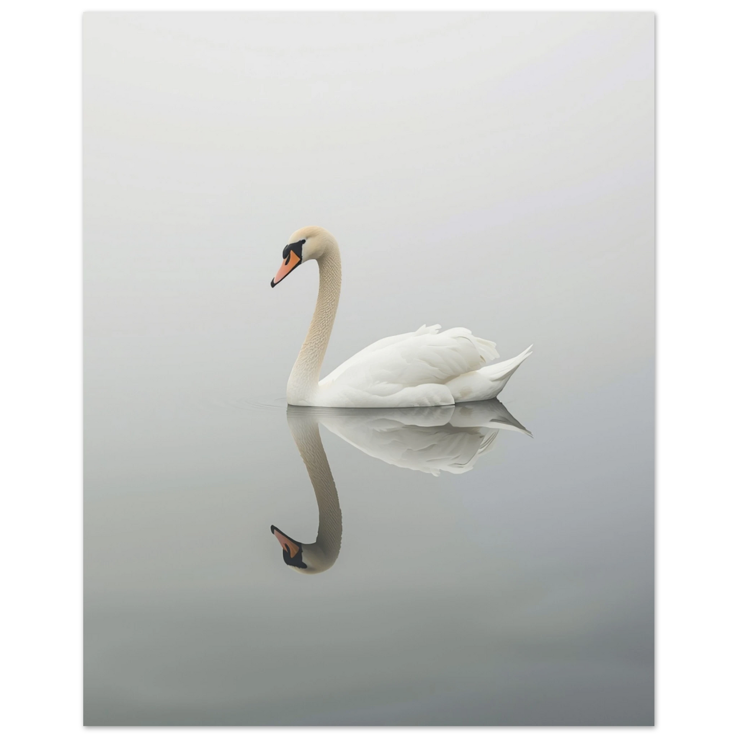 Svan med tydlig spegelbild i vattnet, grå och vit komposition – Fotorealistisk poster