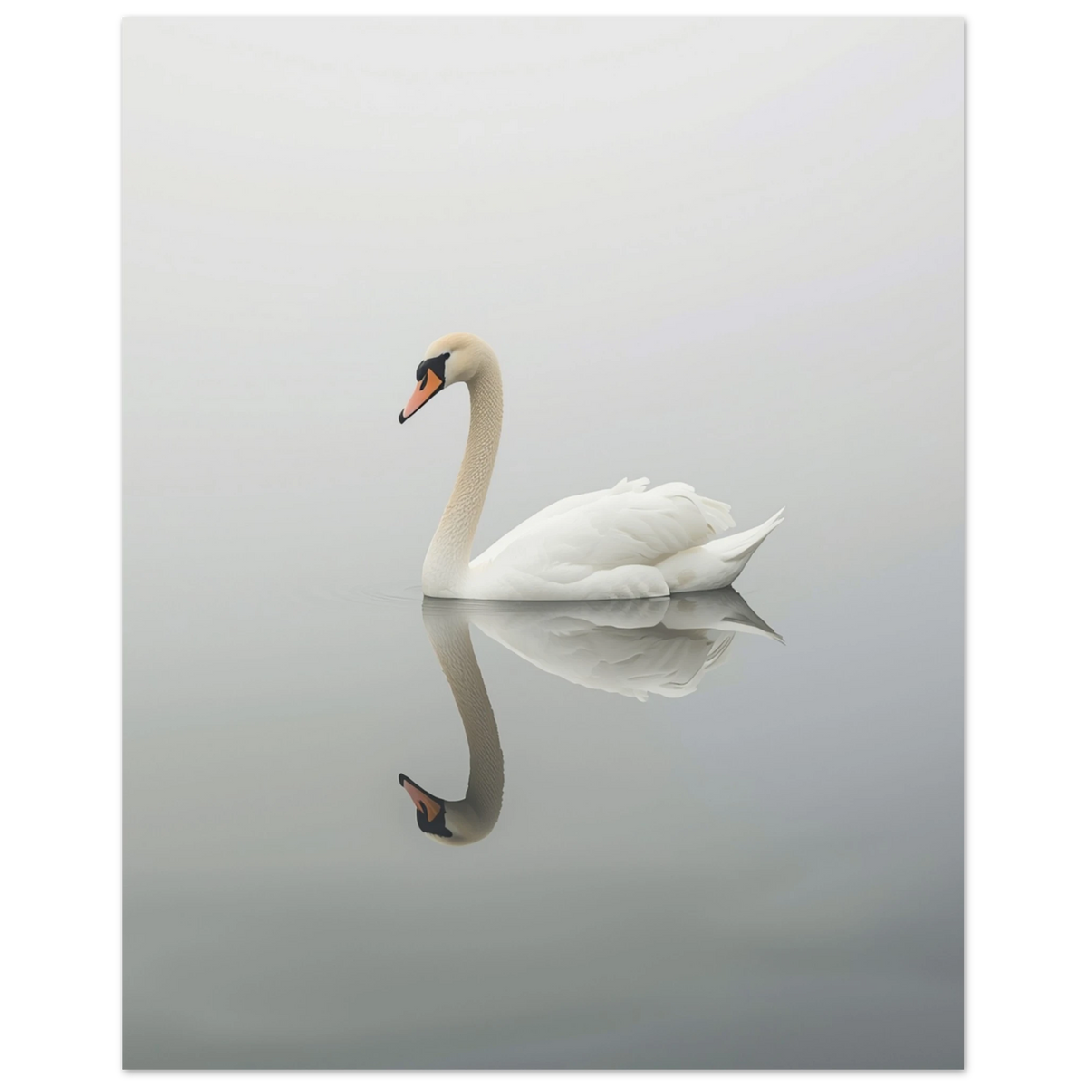 Svan med tydlig spegelbild i vattnet, grå och vit komposition – Fotorealistisk poster