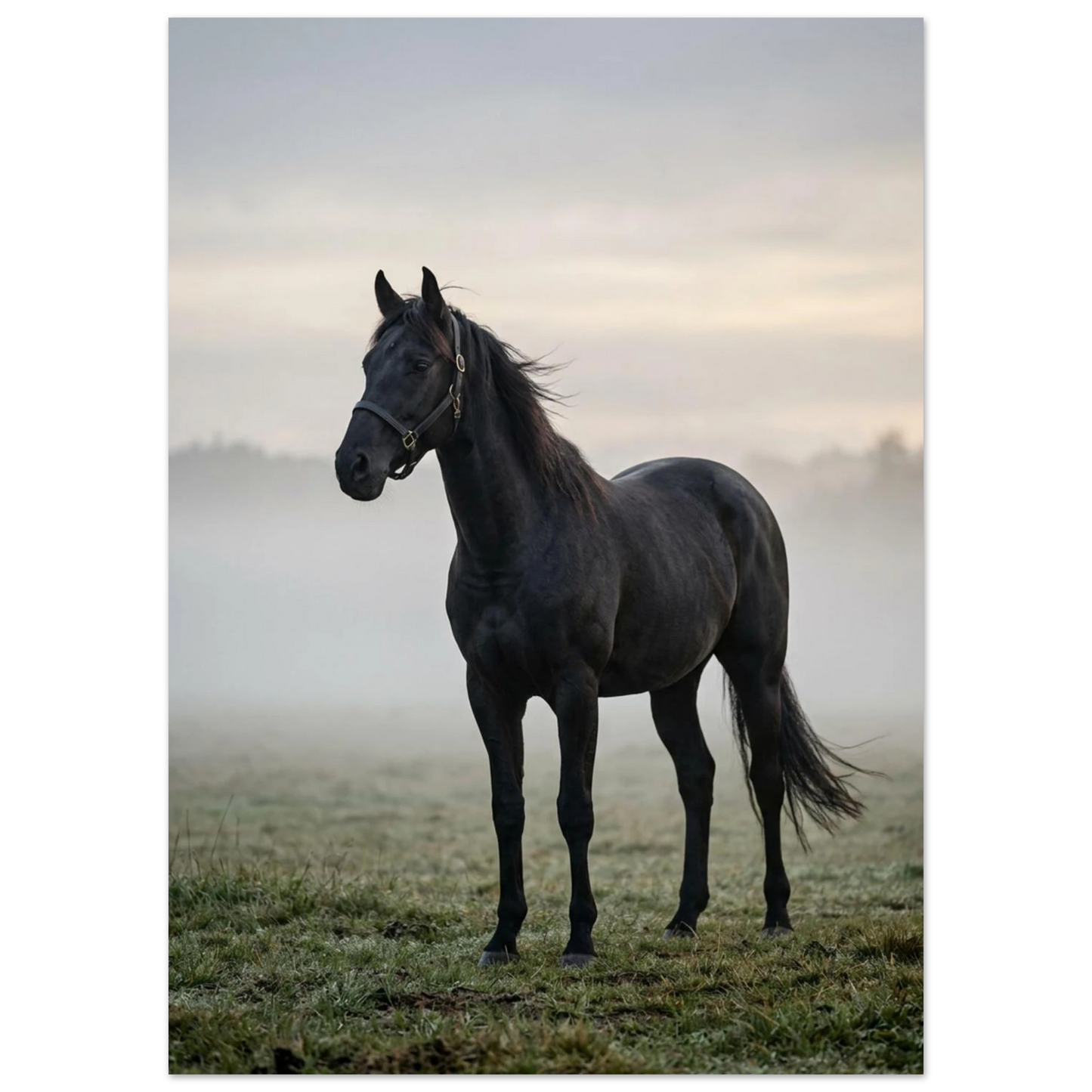 Elegant svart häst i morgondis, lugn och mystisk stämning