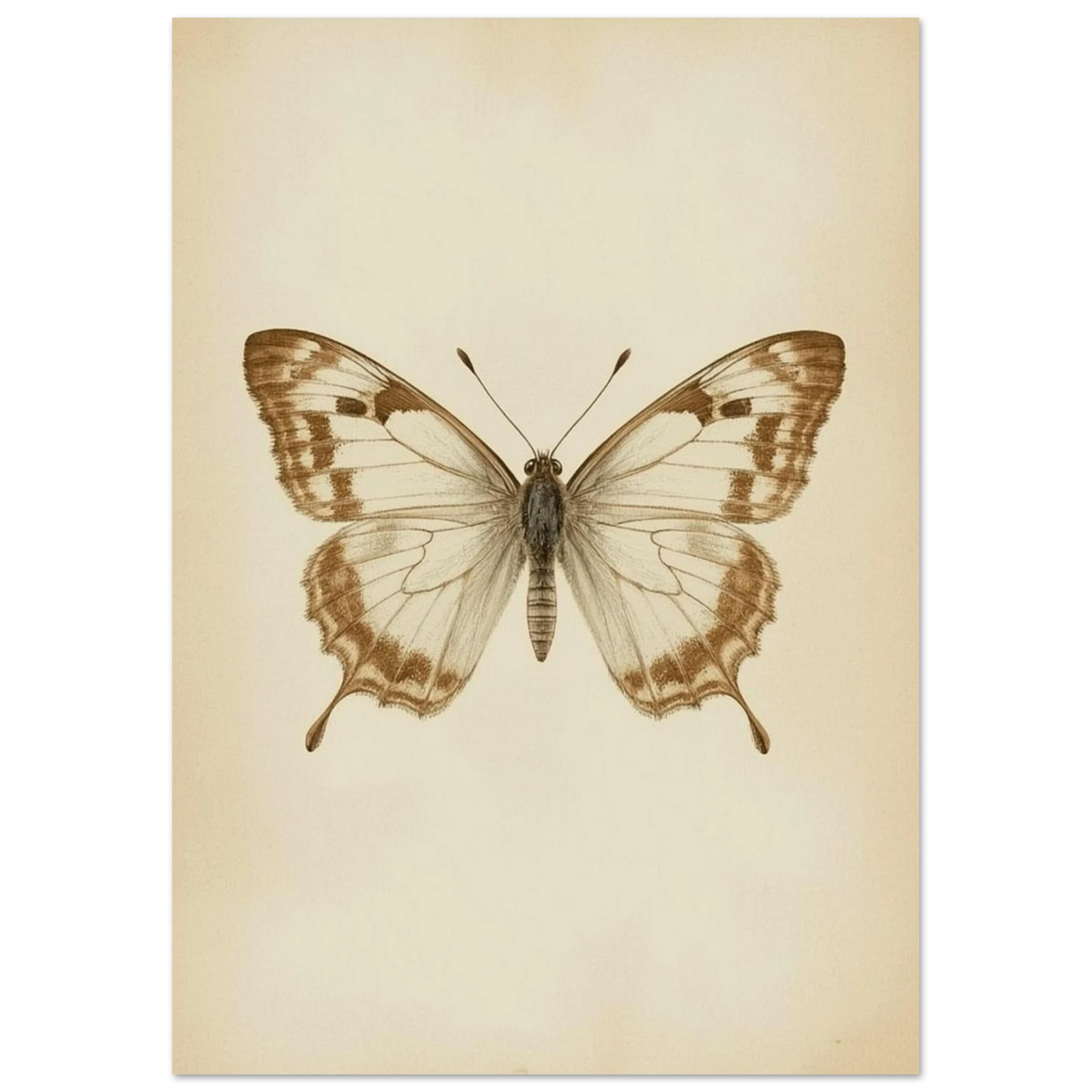 Naturhistoriskt print av en fjäril med utbredda vingar i klassisk stil
