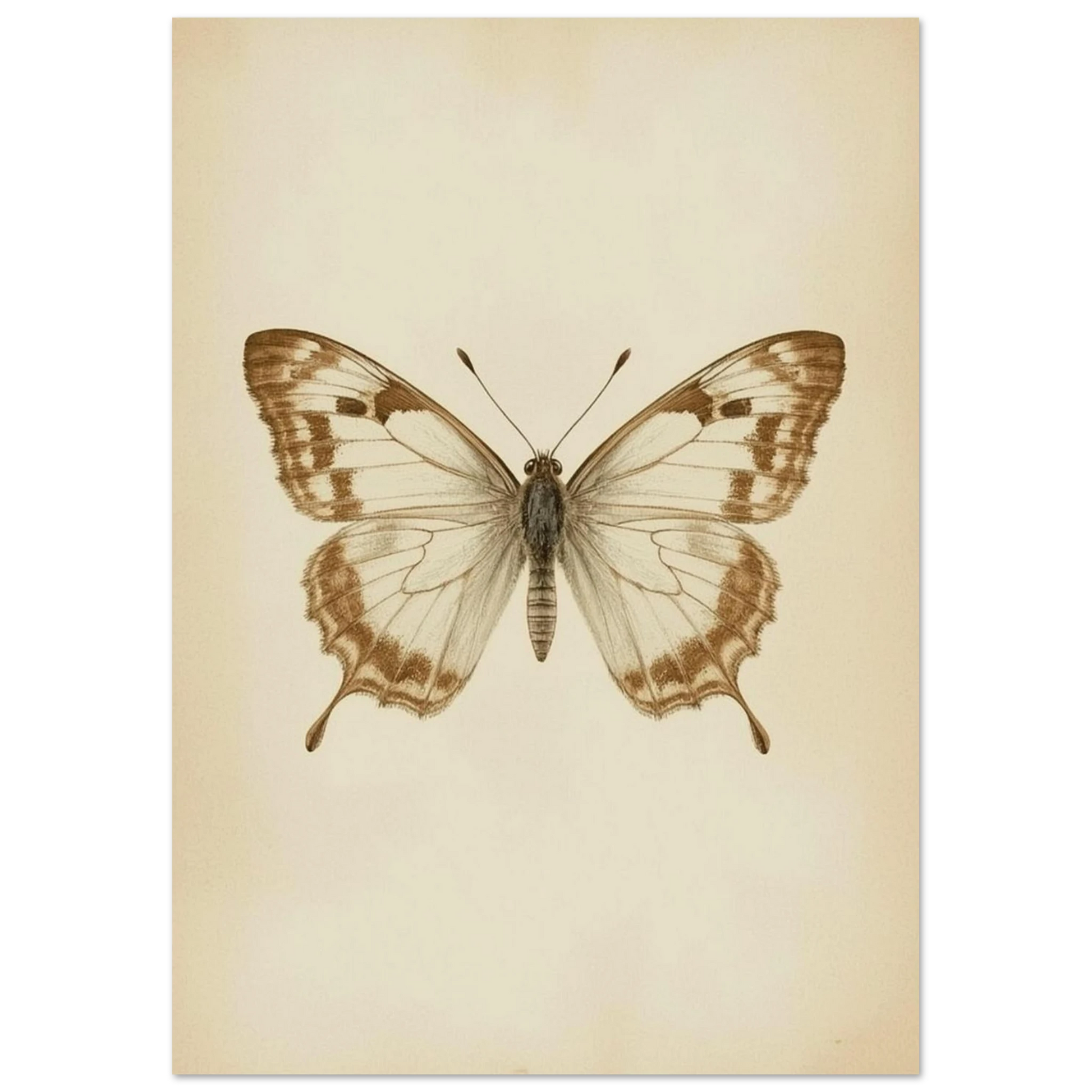 Naturhistoriskt print av en fjäril med utbredda vingar i klassisk stil