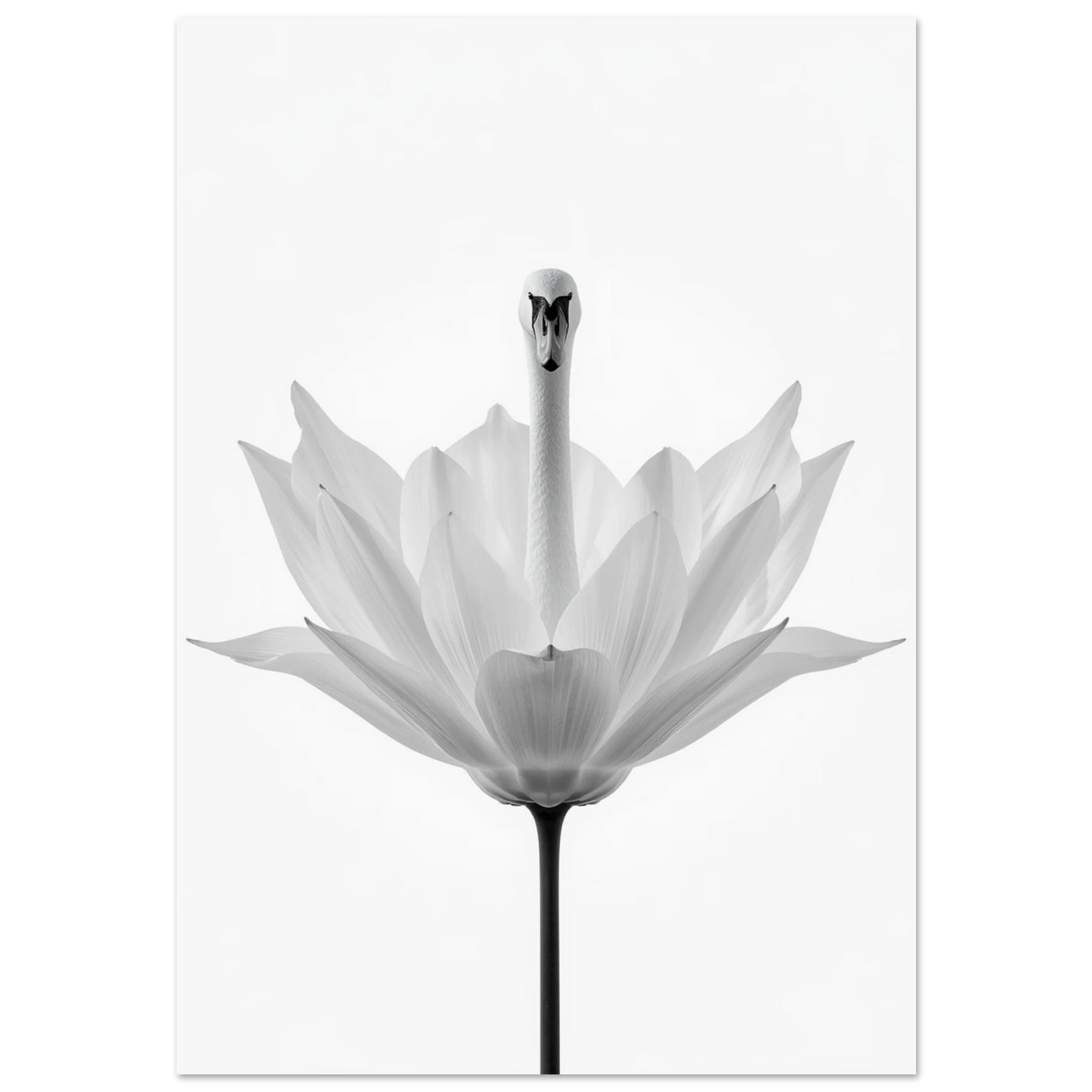 Svartvit surrealistisk poster med en svan som reser sig ur en blomma