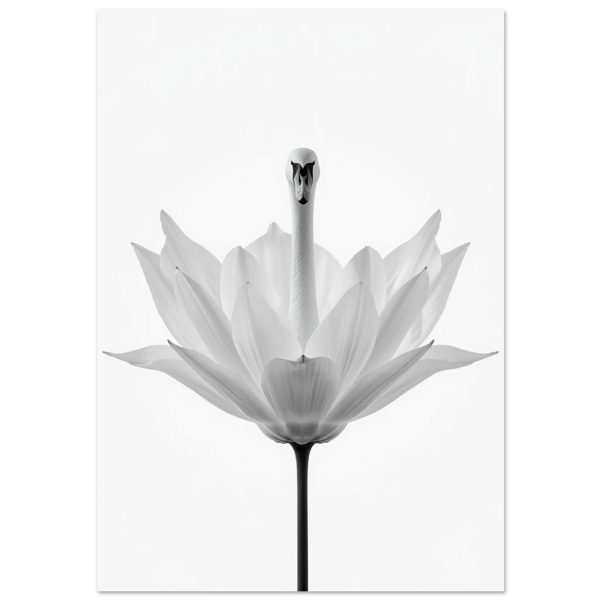 Svartvit surrealistisk poster med en svan som reser sig ur en blomma